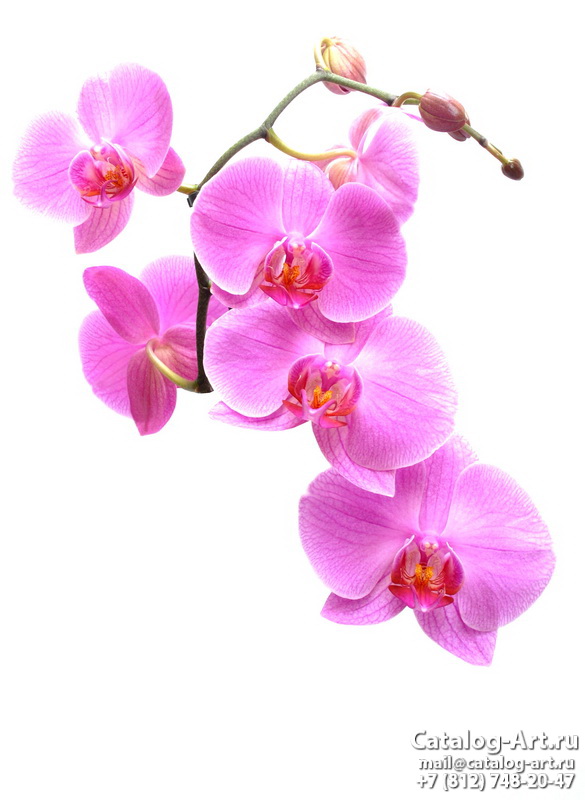 Printing images - Pink orchids  - ceilings design